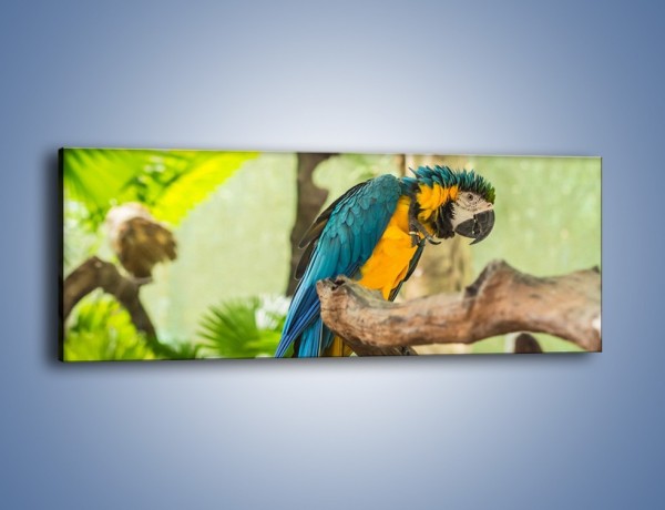 Obraz na płótnie – Zła potargana papuga – jednoczęściowy panoramiczny Z345