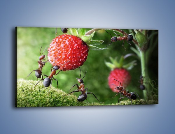 Obraz na płótnie – Mrówki i truskawka – jednoczęściowy panoramiczny Z347