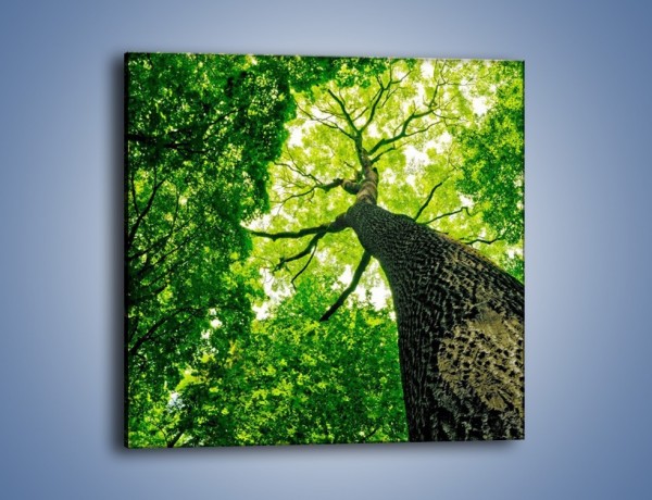 Obraz na płótnie – Wysoko na drzewie – jednoczęściowy kwadratowy KN1070