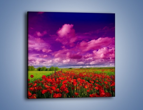 Obraz na płótnie – Maki nad fioletowymi chmurami – jednoczęściowy kwadratowy KN1079A