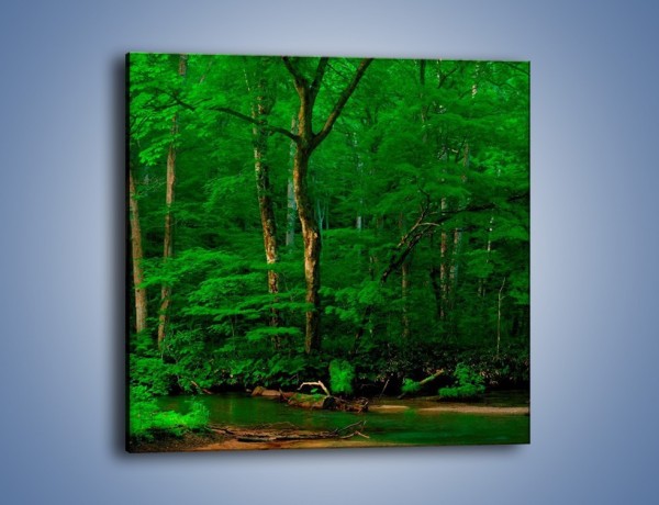 Obraz na płótnie – Mocno zarośnięty las – jednoczęściowy kwadratowy KN1089A