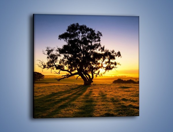 Obraz na płótnie – Drzewa w oddali – jednoczęściowy kwadratowy KN1095