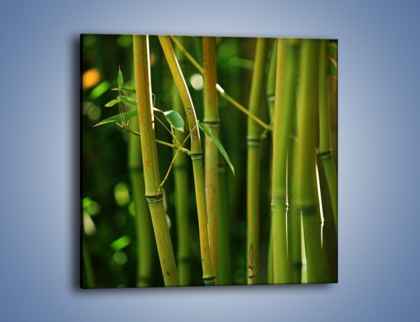 Obraz na płótnie – Bambusowe łodygi z bliska – jednoczęściowy kwadratowy KN118