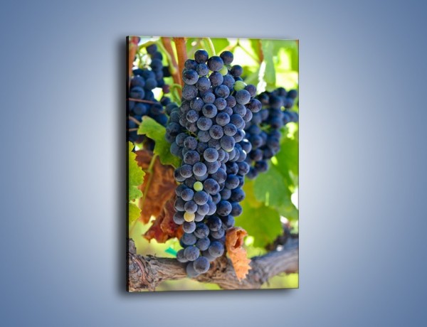Obraz na płótnie – Wisząca kiść winogrona – jednoczęściowy prostokątny pionowy JN071