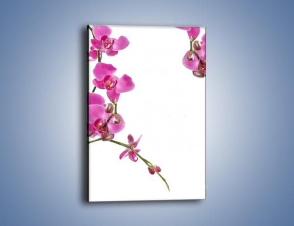 Obraz na płótnie – Gałązki mini storczyków – jednoczęściowy prostokątny pionowy K028