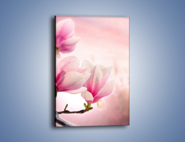 Obraz na płótnie – W pół rozwinięte biało-różowe magnolie – jednoczęściowy prostokątny pionowy K033