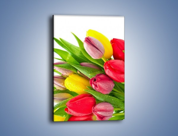 Obraz na płótnie – Kropelki wody na kolorowych tulipanach – jednoczęściowy prostokątny pionowy K049