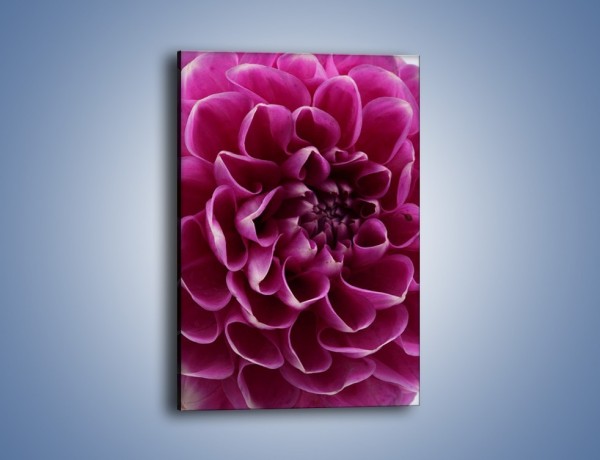 Obraz na płótnie – Dominujący kwiat dalii – jednoczęściowy prostokątny pionowy K056