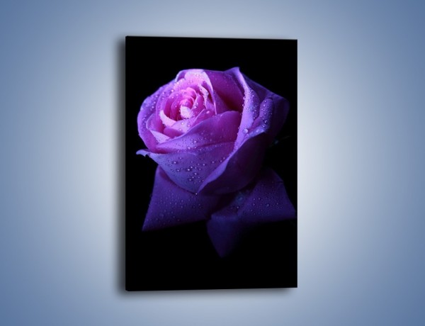 Obraz na płótnie – Róża w samotności – jednoczęściowy prostokątny pionowy K071