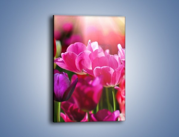 Obraz na płótnie – Tulipany w promieniach słońca – jednoczęściowy prostokątny pionowy K080