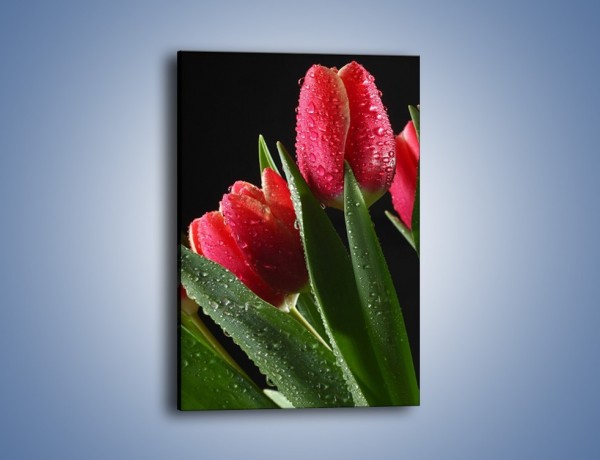 Obraz na płótnie – Tulipany po deszczu – jednoczęściowy prostokątny pionowy K112