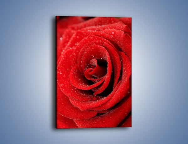 Obraz na płótnie – Róża pełna namiętności – jednoczęściowy prostokątny pionowy K174