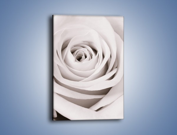Obraz na płótnie – Niewinna biel róży – jednoczęściowy prostokątny pionowy K180