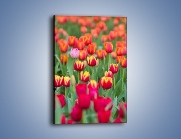 Obraz na płótnie – Tulipany w wąskim gronie – jednoczęściowy prostokątny pionowy K233