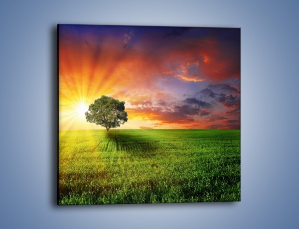 Obraz na płótnie – Słoneczko ukryte za drzewkiem – jednoczęściowy kwadratowy KN272