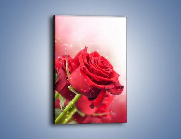 Obraz na płótnie – Róża nie całkiem mokra – jednoczęściowy prostokątny pionowy K500