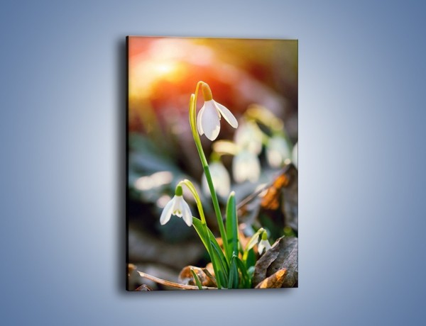 Obraz na płótnie – Mały kwiatek w słońcu – jednoczęściowy prostokątny pionowy K518