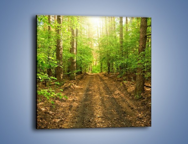 Obraz na płótnie – Leśną drogą jak z filmu – jednoczęściowy kwadratowy KN324