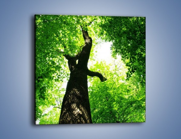 Obraz na płótnie – Drzewo bardzo wysokie – jednoczęściowy kwadratowy KN344