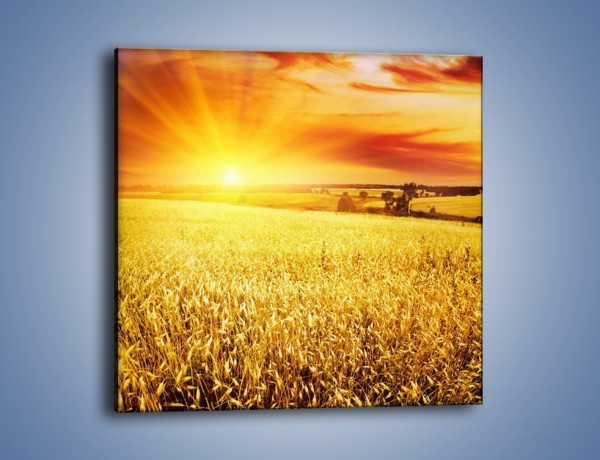 Obraz na płótnie – Zboże złote jak słońce – jednoczęściowy kwadratowy KN398