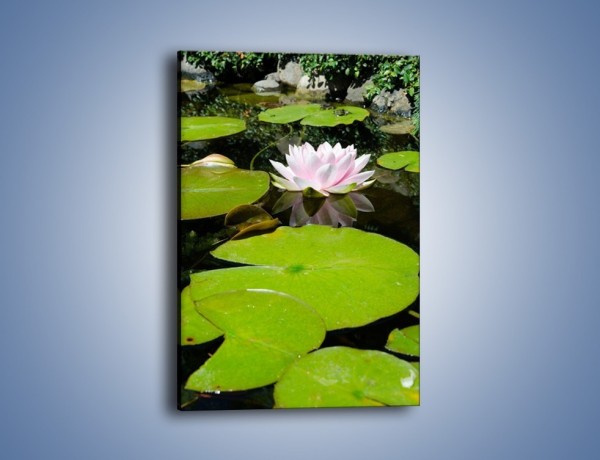Obraz na płótnie – Staw z wodnymi roślinami – jednoczęściowy prostokątny pionowy K680