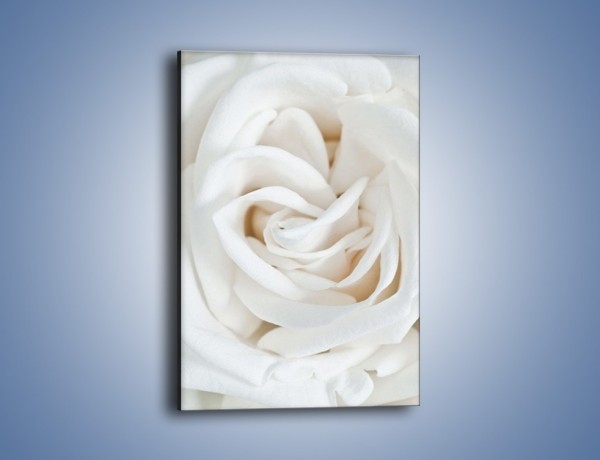 Obraz na płótnie – Biel róży za dnia – jednoczęściowy prostokątny pionowy K709