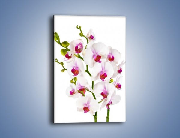 Obraz na płótnie – Przede wszystkie kwiaty – jednoczęściowy prostokątny pionowy K725