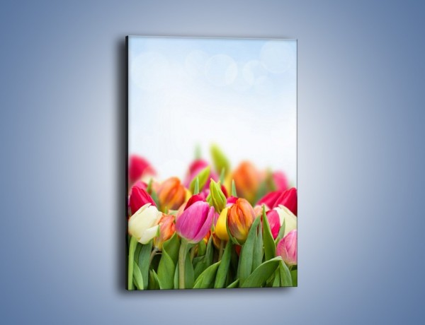 Obraz na płótnie – Ogrzane w słońcu tulipany – jednoczęściowy prostokątny pionowy K792