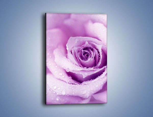 Obraz na płótnie – Jasny fiolet w róży – jednoczęściowy prostokątny pionowy K894