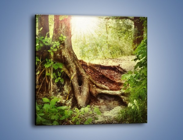 Obraz na płótnie – Mocny korzeń starego drzewa – jednoczęściowy kwadratowy KN555