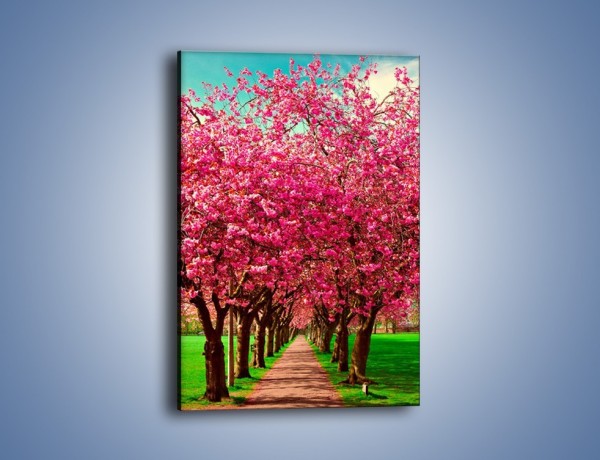 Obraz na płótnie – Aleja kwitnącej wiśni – jednoczęściowy prostokątny pionowy KN1238A