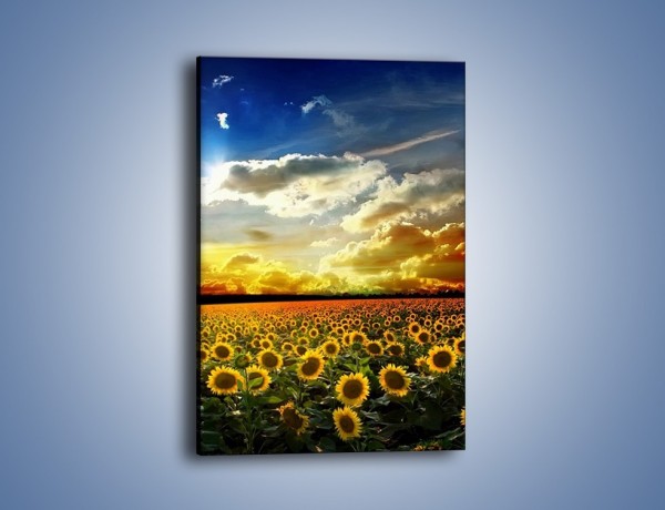 Obraz na płótnie – Pole rozwiniętych słoneczników – jednoczęściowy prostokątny pionowy KN204