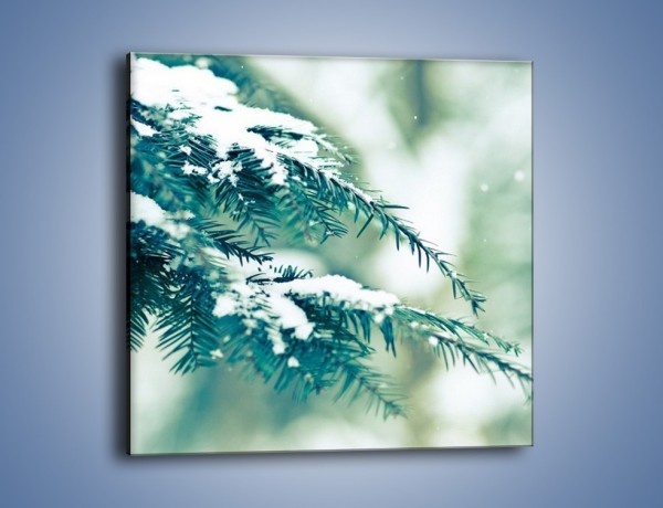 Obraz na płótnie – Odrobina śniegu na choince – jednoczęściowy kwadratowy KN747