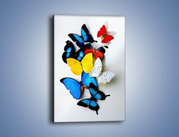 Obraz na płótnie – Kompozycja kolorowych motyli – jednoczęściowy prostokątny pionowy Z009