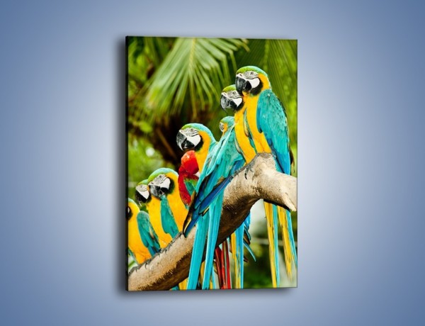 Obraz na płótnie – Kolorowe papugi w szeregu – jednoczęściowy prostokątny pionowy Z029