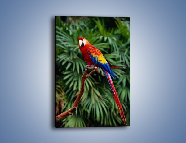 Obraz na płótnie – Papuga z długim ogonem – jednoczęściowy prostokątny pionowy Z078