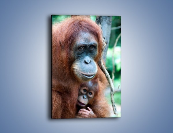 Obraz na płótnie – W uścisku orangutana – jednoczęściowy prostokątny pionowy Z095