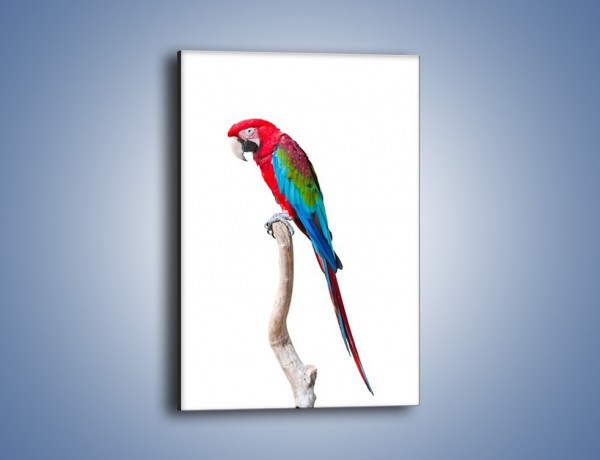 Obraz na płótnie – Papuga w samotności – jednoczęściowy prostokątny pionowy Z098