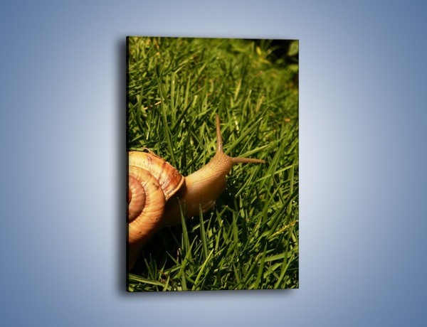 Obraz na płótnie – Z ślimakiem przez łąkę – jednoczęściowy prostokątny pionowy Z103