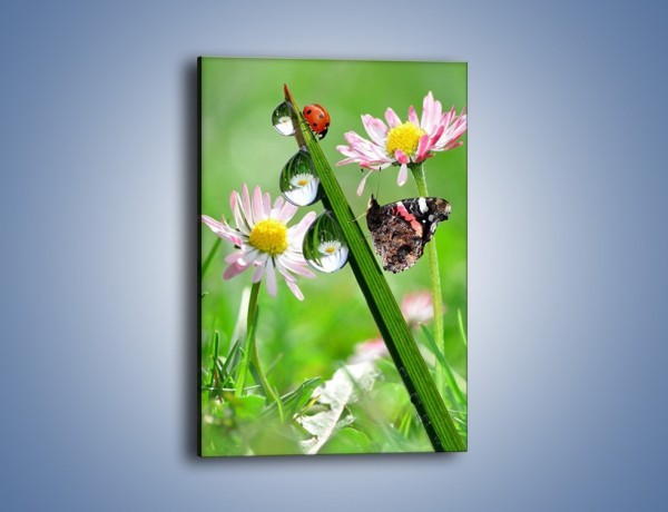 Obraz na płótnie – Spotkanie motyla z biedronką – jednoczęściowy prostokątny pionowy Z109