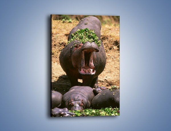 Obraz na płótnie – Hipopotam u dentysty – jednoczęściowy prostokątny pionowy Z117