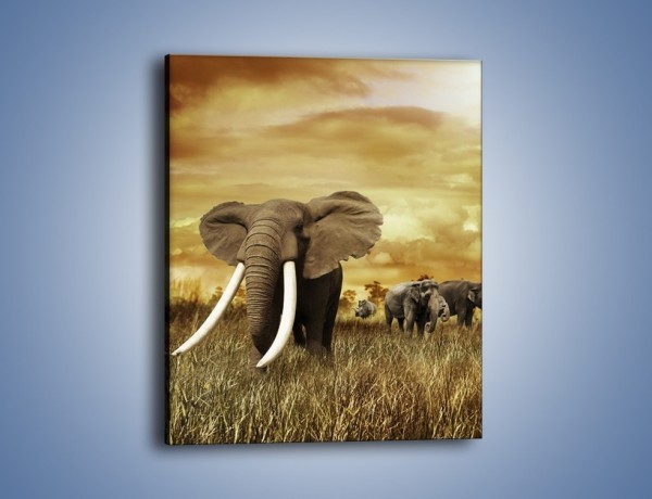 Obraz na płótnie – Drogocenne kły słonia – jednoczęściowy prostokątny pionowy Z214