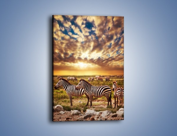 Obraz na płótnie – Zebra w dwóch kolorach – jednoczęściowy prostokątny pionowy Z221
