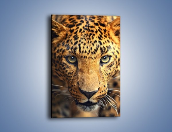 Obraz na płótnie – Najpiękniejsze oczy jaguara – jednoczęściowy prostokątny pionowy Z255