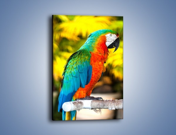 Obraz na płótnie – Tęczowe kolory na papudze – jednoczęściowy prostokątny pionowy Z312