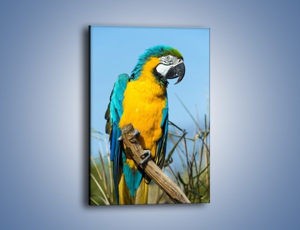 Obraz na płótnie – Zaciekawiona obserwująca papuga – jednoczęściowy prostokątny pionowy Z318