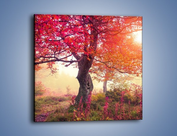 Obraz na płótnie – Kolory na drzewach i na ziemi – jednoczęściowy kwadratowy KN941