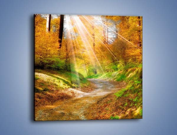 Obraz na płótnie – Promienną i słoneczną ścieżką przez las – jednoczęściowy kwadratowy KN989
