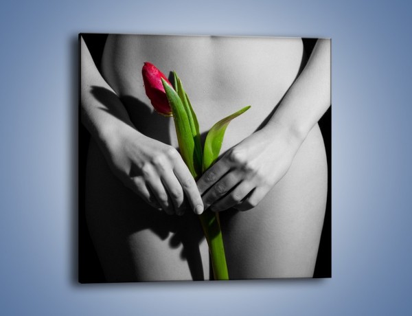 Obraz na płótnie – Czerwony tulipan w dłoniach – jednoczęściowy kwadratowy L123