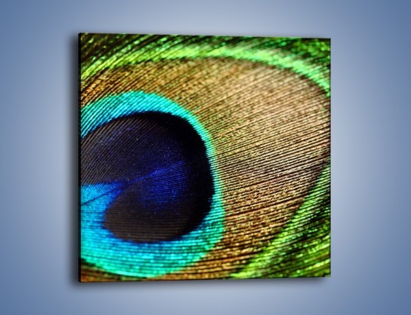 Obraz na płótnie – Cudowne pawie oko – jednoczęściowy kwadratowy O048
